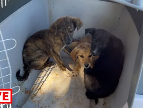 The 3 new abandoned puppies are now together with the 4 small puppies in the shelter - Takis Shelter