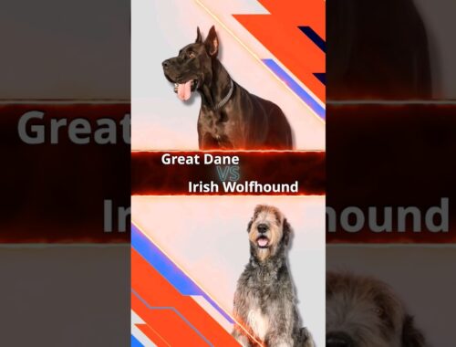 Dog Showdown: Great Dane vs Irish Wolfhound 🐕⚔️ #doglover #dogshorts #greatdane #shorts