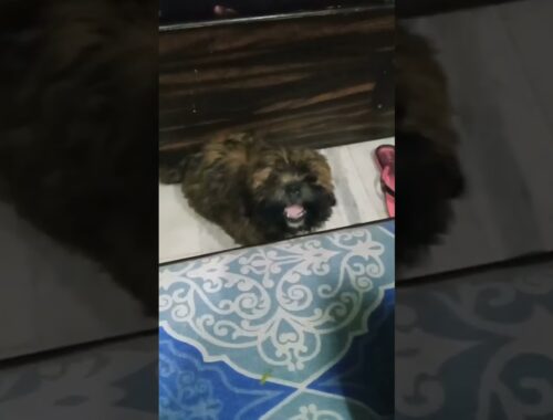 Dog barking at food |  Dog asks grandma to eat green beans | Lhasa apso dog |