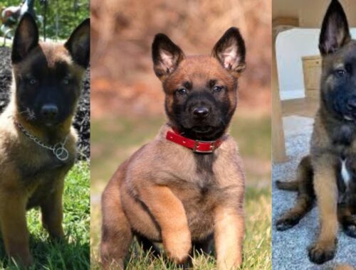 Belgian malinois puppies | Funny and Cute dog compilation in 2022.