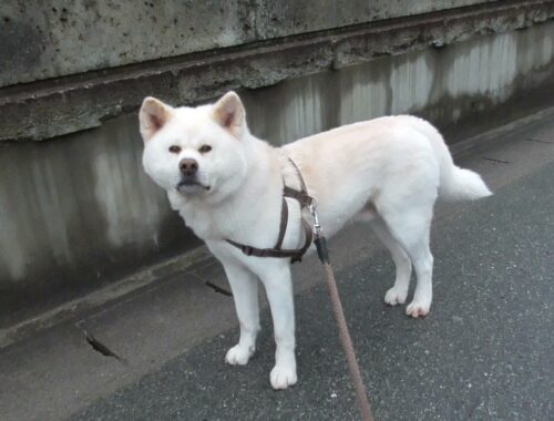 【秋田犬ゆうき】朝のお散歩で腕をひねって歩けなくなってしまい飼い主はもう泣きそうでした【akita dog】