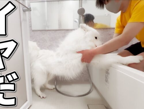 入浴拒否する犬を無理矢理入れてみた。【サモエド】