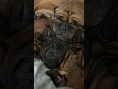 Bullmastiff Puppies Sleep in an Adorable Pile || ViralHog