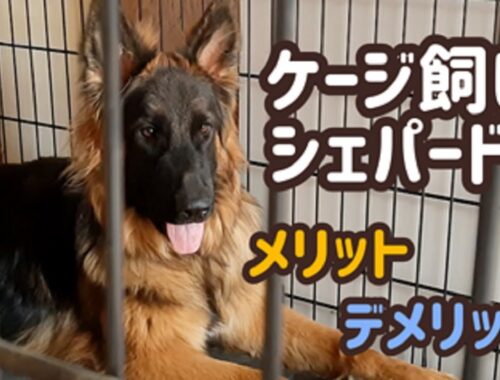 【ジャーマンシェパード】やってよかった大型犬ケージ飼い！[German Shepherd] Crate training is very good for a dog!