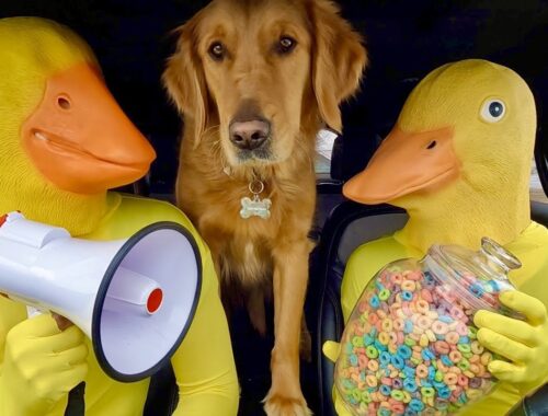 Rubber Ducky Surprises Puppy & Wolf with Car Ride Chase !