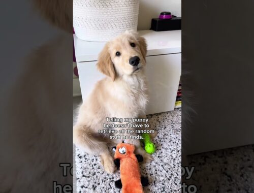 Sometimes you have to be a little bit naughty #goldenretriever #puppies #funnydogs #dogmom #comedy