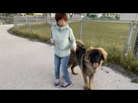 【超大型犬】　散歩　Leonberger　レオンベルガー