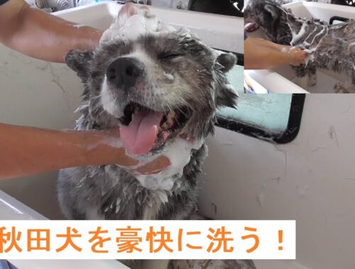 秋田犬（虎毛）のこまちちゃんをゴシゴシ洗う！（秋田犬シャンプー）／かわいい犬