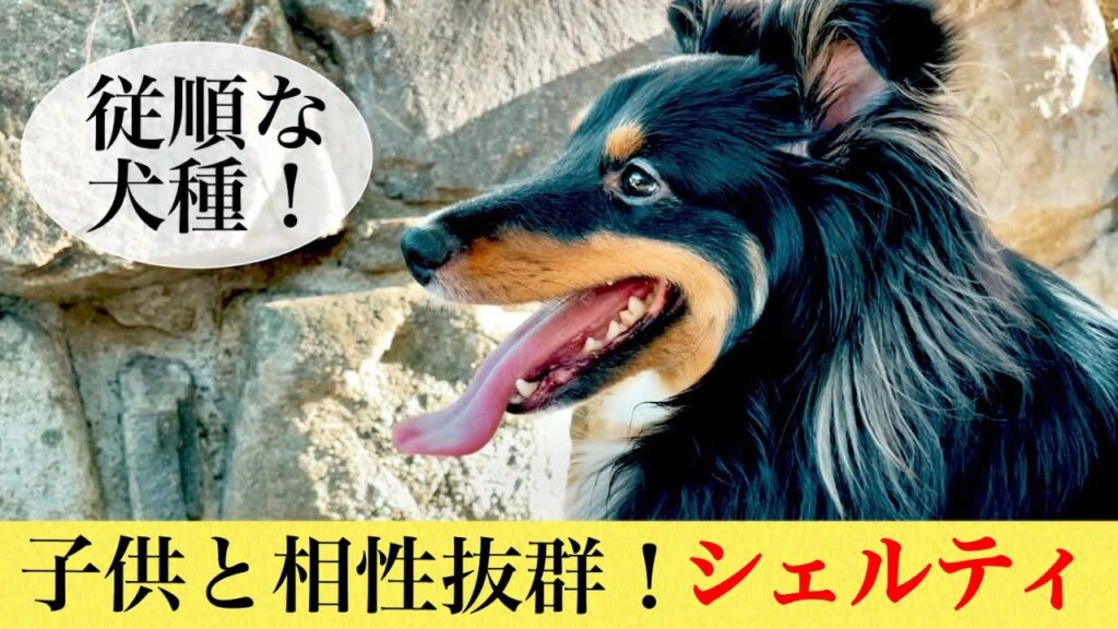 賢い従順な犬種シェットランドシープドッグ!子どもとの相性も抜群!癒し系トライカラーのボーディちゃんとお散歩❤︎温厚だけど走る時は全力! 賢い従順な犬種シェットランドシープドッグ!子どもとの相性も抜群!癒し系トライカラーのボーディちゃんとお散歩❤︎温厚だけど走る時は全力!