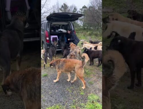 All wild stray dogs turn into cute puppies at the whisper of this woman.