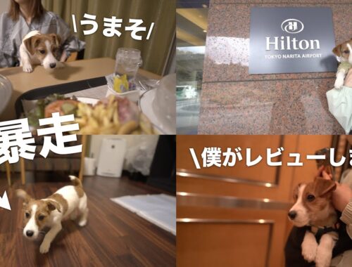 子犬ジャックラッセルテリアが初めてホテルに宿泊してみた | ヒルトン成田