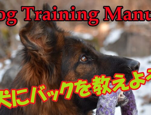 【ジャーマンシェパード】犬にバックを教えよう。愛犬のハスクとバックの訓練。