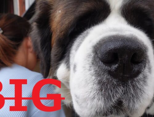 【超大型犬セントバーナード】の平凡な日課　二匹の大きなセントバーナードと小さなペキニーズ[Super-sized dog, St. Bernard]