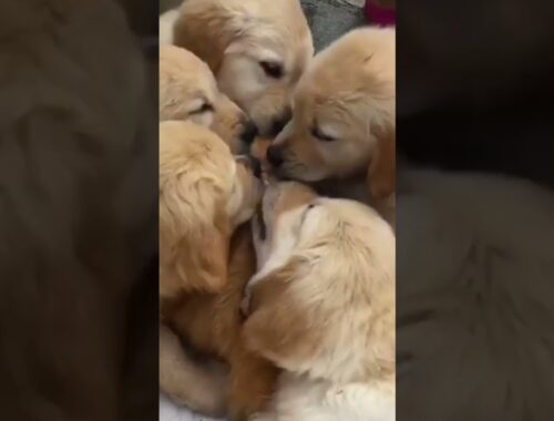 Funny Cat Gets Bombarded with Licks from Golden Puppies!