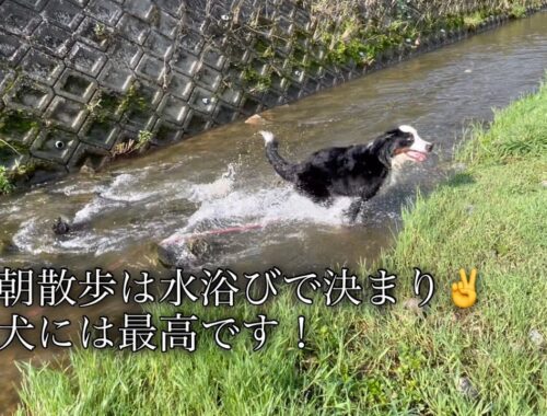【バーニーズマウンテンドッグ】大型犬の夏の日の過ごし方！朝から川で水遊び😁【大型犬の水浴び】【大型犬の朝散歩】