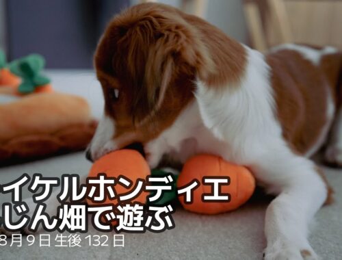 【コーイケルホンディエ】にんじんを収穫する子犬