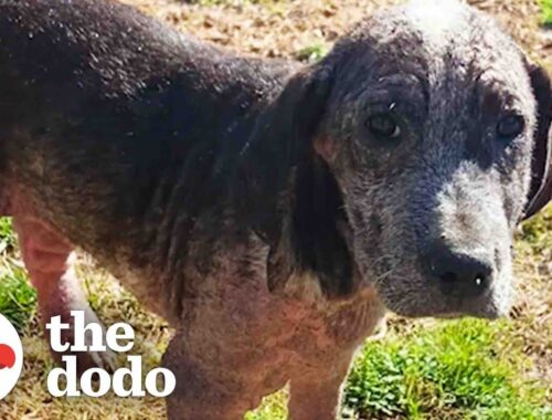 Shelter Puppy Too Sick To Move Gets New Siblings Who Are Obsessed With Him | The Dodo