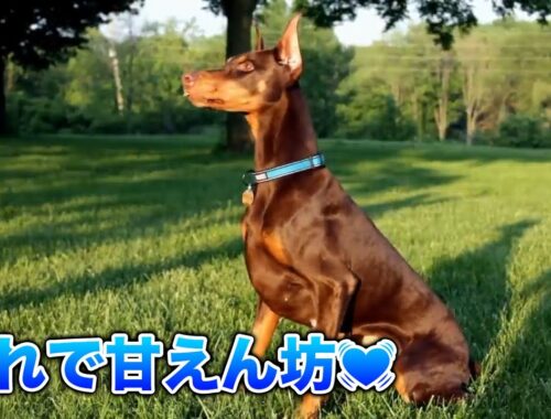 【ドーベルマン】警察犬としての賢さと甘えん坊💓ドーベルマン可愛い集！【犬】