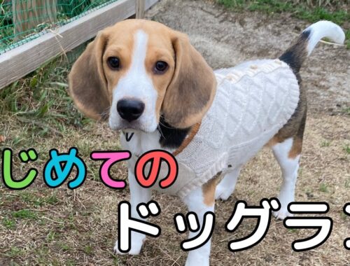 【ビーグル 子犬】はじめてのドッグラン in糸島ファームリゾート | First dog run