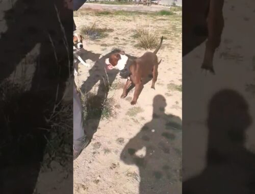 Pitbull (Scar) e American Staff (Simba), Scar a ajudar a socializar o Simba que ja matou outro cão.