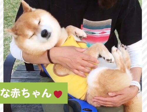 柴犬さん、大好きなママの抱っこに思わず…😌💕【PECO TV】