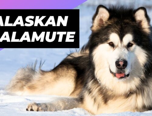 Alaskan Malamute 🐶 The Fluffiest Snow Dog You'll Ever Meet