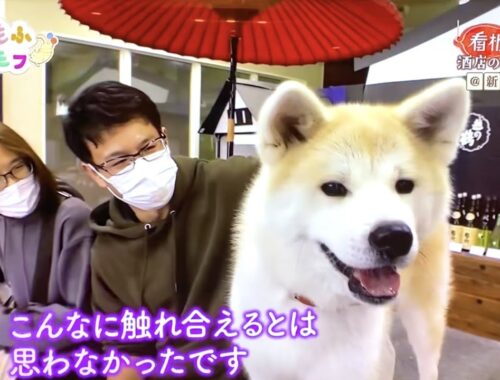 【秋田犬】小林酒店の看板犬「優美」が大きくなって再登場！ NHK もふもふモフモフ 1月4日放送