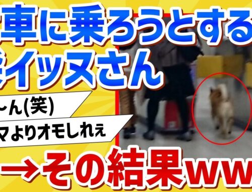 【2ch動物スレ】柴犬さん、改札を通って電車に乗ろうとした結果www