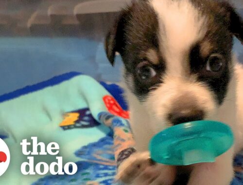 Puppies Won't Let Go Of Their Pacifiers | The Dodo