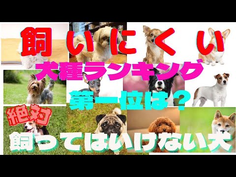 元ペットショップオーナーが教える【飼うのが難しい室内犬ランキング】と飼いやすい犬種❗️また絶対に飼ってはいけない犬とは⁉️ Easy to keep, hard to keep indoor dogs 元ペットショップオーナーが教える【飼うのが難しい室内犬ランキング】と飼いやすい犬種❗️また絶対に飼ってはいけない犬とは⁉️ Easy to keep, hard to keep indoor dogs