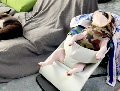 人間の赤ちゃん用ベッドで眠るフレブルが可愛い！！