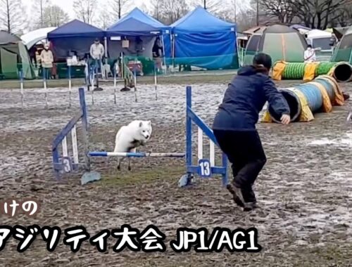 【JKCアジリティ大会】泥々になったよー【日本スピッツ☆もち】