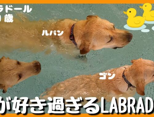 【ラブラドールレトリーバー】水が好き過ぎるラブラドールレトリバー　カワウソ化した犬