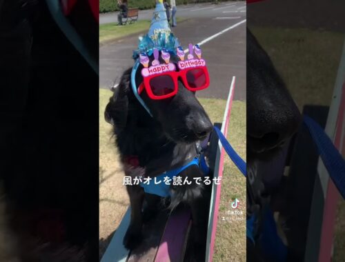 7歳の誕生日旅行　フラットコーテッドレトリバーBECK君　#フラットコーテッドレトリバー #フラットコーテッドレトリーバー #フラッティ #黒犬 #大型犬