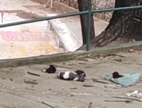 Tiny Puppies Were Thrown Over The Fence, Left Them Squirming And Whimpering During The Night...