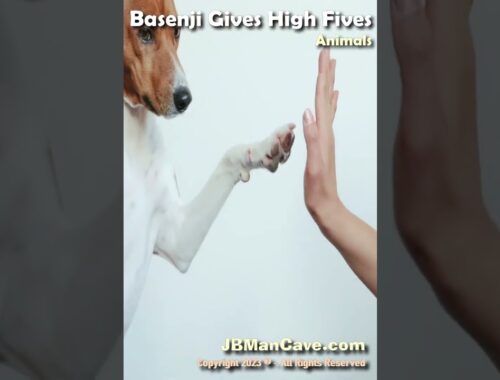 BASENJI Gives HIGH FIVES JBManCave.com #Shorts