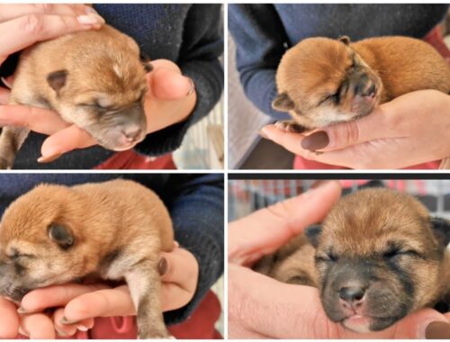 Here's the 1st Closer look at our Grantats! Shiba Inu Puppies