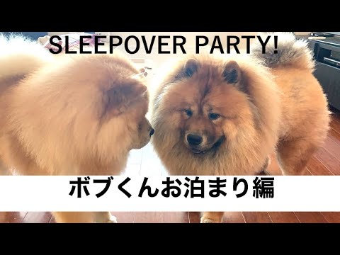 【チャウチャウお泊まり】ボブくんお泊まり編！SLEEPOVER PARTY!