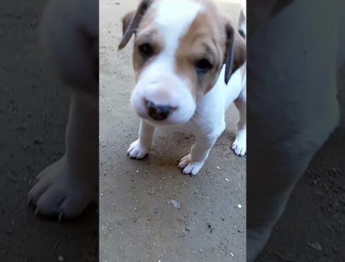 puppies video | cute puppy | desi dog | street dog | indian dog breed | #shorts