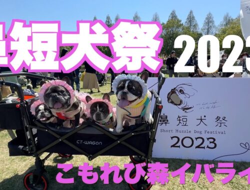 鼻短犬祭2023 春 【 フレンチブルドッグ french_bulldog 】こもれび森のイバライド 犬イベント