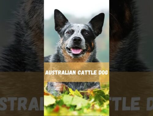 Meet the Energetic and Loyal Australian Cattle Dog: A Breed Like No Other!
