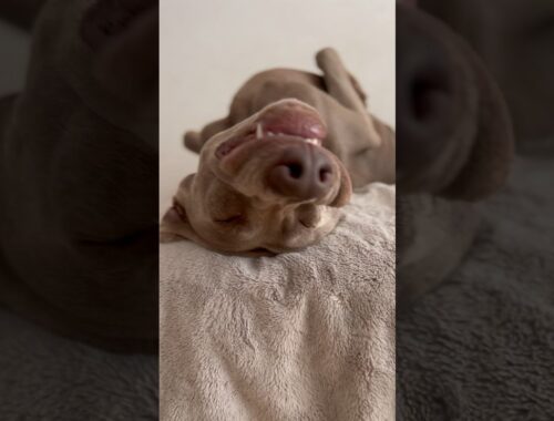とんでもない寝顔を披露する愛犬 #ワイマラナー #ゴールデンレトリバー #大型犬