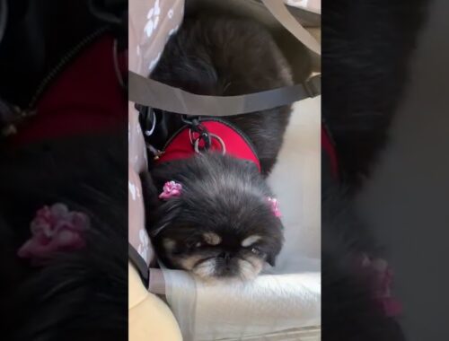 ドライブペキニーズ。Pekingese in the car.