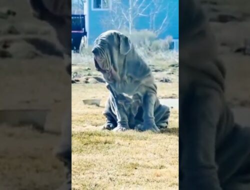 WORLD BIGGEST DOG Neapolitan Mastiff 😱 #youtubeshorts