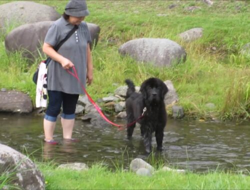 ニューファンドランド犬ウズメのちょこっと水遊び！