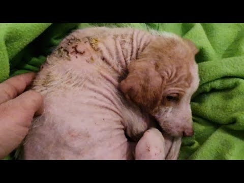 The unbelievable torture experienced by an abandoned puppy. (part 2)