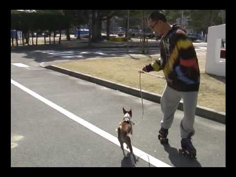 バセンジーとローラースケート Dog and Roller skating