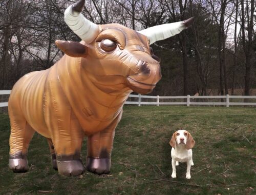 Puppy vs Giant Bull Prank: Cute Puppy Indie Battles Various Bulls!