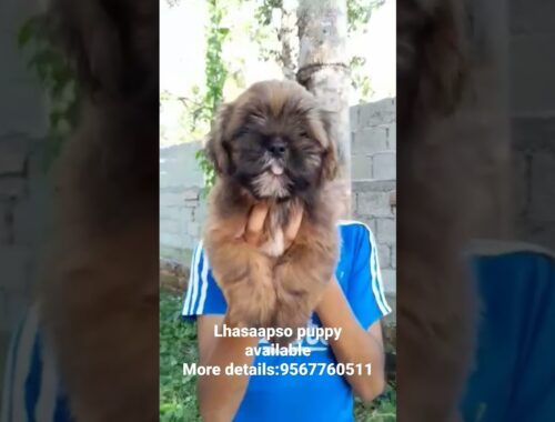 Lhasa apso  puppy available in allapuzha more details call 9567760511#lhasaapso #lhasaapsodog #sale