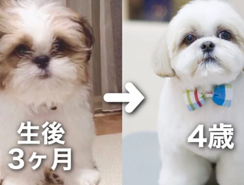 【シーズー】生後3ヶ月のかわいい子犬がモフモフヘアスタイルになるまで♡ / トリミング / 成長記録 / Shih Tzu hairstyle.